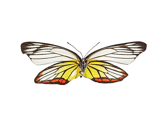 포토 JPG 스튜디오촬영 동물 한마리 나비 곤충 백그라운드 무늬 절지류 자연 실내 누끼 사람없음 국내포토 1 내부 생태계 파일형식