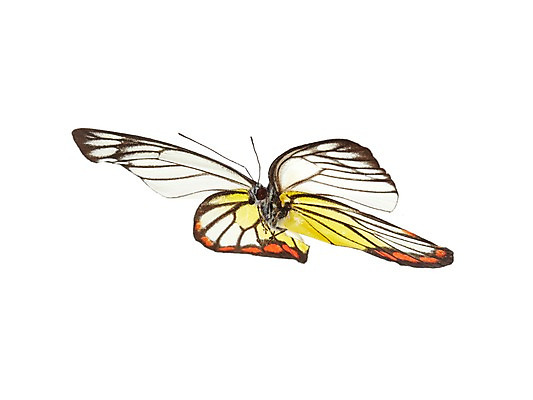 포토 JPG 스튜디오촬영 동물 한마리 나비 곤충 백그라운드 무늬 절지류 자연 실내 누끼 사람없음 국내포토 1 내부 생태계 파일형식