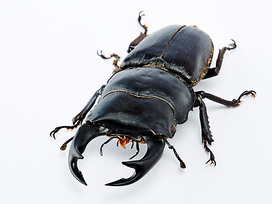 포토 JPG 스튜디오촬영 동물 한마리 곤충 백그라운드 절지류 자연 실내 근접촬영 사람없음 벌레 딱정벌레 사슴벌레 국내포토 1 뷰포인트 내부 생태계 파일형식