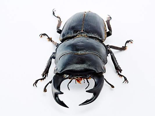 포토 JPG 스튜디오촬영 동물 한마리 곤충 백그라운드 절지류 자연 실내 사람없음 벌레 딱정벌레 사슴벌레 국내포토 1 내부 생태계 파일형식