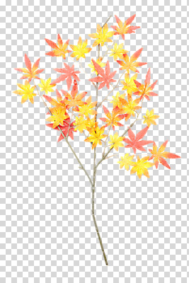 나무 식물 편집 편집이미지 계절 단풍 낙엽 잎 단풍나무 나뭇잎 사람없음 가을 나뭇가지 오브젝트 PNG 편집소스 파일형식