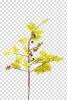 나무 식물 편집 편집이미지 계절 열매 낙엽 잎 나뭇잎 사람없음 여러개 가을 나뭇가지 오브젝트 도토리 PNG 도토리나무 편집소스 다수 견과류 파일형식