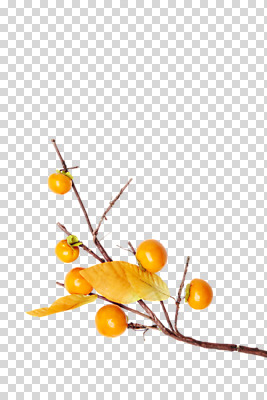나무 식물 편집 편집이미지 계절 열매 음식 컬러 낙엽 잎 과일 나뭇잎 감 사람없음 주황색 여러개 가을 나뭇가지 과일나무 감나무 오브젝트 PNG 편집소스 다수 파일형식