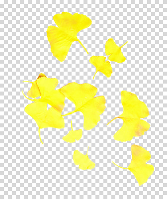 식물 편집 편집이미지 계절 컬러 낙엽 잎 나뭇잎 사람없음 노란색 여러개 가을 오브젝트 은행잎 PNG 편집소스 다수 파일형식