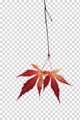 나무 식물 편집 편집이미지 계절 단풍 낙엽 잎 나뭇잎 사람없음 가을 나뭇가지 오브젝트 PNG 편집소스 파일형식