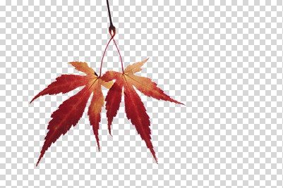 식물 편집 편집이미지 계절 단풍 낙엽 잎 나뭇잎 사람없음 가을 오브젝트 PNG 편집소스 파일형식