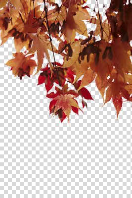 식물 편집 편집이미지 계절 단풍 낙엽 잎 나뭇잎 사람없음 가을 오브젝트 PNG 편집소스 파일형식