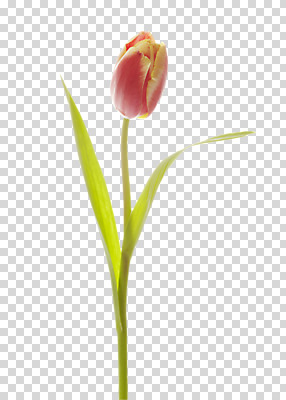 식물 편집 편집이미지 계절 꽃 줄기 분홍색 컬러 잎 한송이 봄꽃 사람없음 봄 튤립 PNG 편집소스 1 송이 파일형식
