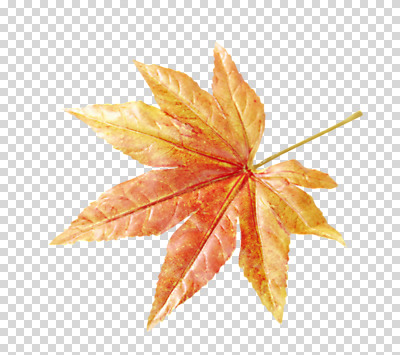식물 편집 편집이미지 계절 단풍 낙엽 잎 나뭇잎 사람없음 한개 가을 오브젝트 PNG 편집소스 1 파일형식