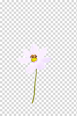 식물 동물 편집 편집이미지 한마리 꽃 컬러 곤충 한송이 절지류 사람없음 흰색 꿀벌 벌 코스모스 PNG 편집소스 1 벌_곤충 송이 파일형식