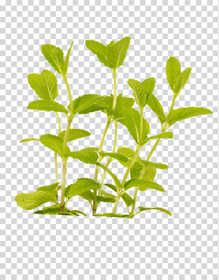 식물 편집 편집이미지 계절 잎 자연 사람없음 새싹 봄 허브 PNG 초코민트 편집소스 생태계 파일형식