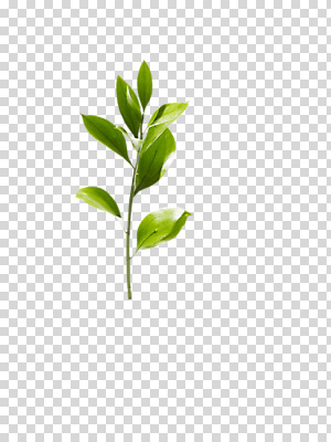 식물 편집 편집이미지 계절 화초 잎 자연 사람없음 봄 원예식물 PNG 편집소스 생태계 파일형식