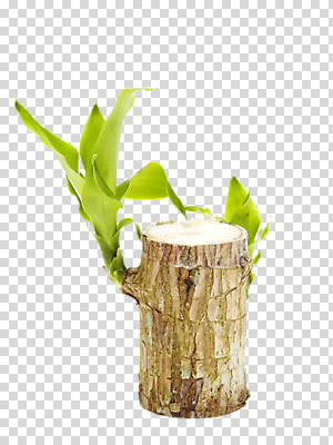 식물 편집 편집이미지 계절 화초 잎 자연 사람없음 봄 원예식물 PNG 행운목 편집소스 생태계 파일형식