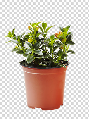 식물 편집 편집이미지 계절 화분 화초 잎 자연 사람없음 봄 원예식물 PNG 네마탄서스 편집소스 생태계 파일형식