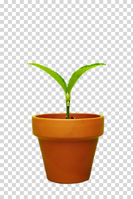 식물 편집 편집이미지 화분 화초 잎 사람없음 새싹 오브젝트 원예식물 PNG 편집소스 파일형식