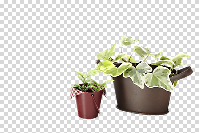 식물 편집 편집이미지 화분 화초 잎 사람없음 원예식물 PNG 양철화분 편집소스 파일형식