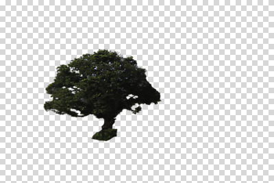 나무 식물 편집 편집이미지 한그루 사람없음 PNG 편집소스 1 파일형식