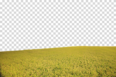 편집 편집이미지 자연 논 풍경 초원 사람없음 농경지 벼 농촌 PNG 편집소스 농업 곡류 농장 시골 생태계 파일형식