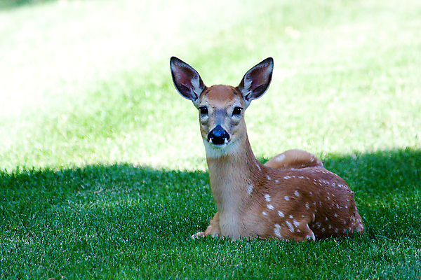 포토 JPG 해외이미지 동물 공원 야생동물 자연 사슴 털 그림자 사람없음 야외 갈색 연못 모피 코 귀 목 해외202004 해외포토 공공시설 컬러 포유류 신체부위 생태계 파일형식 이미지허브