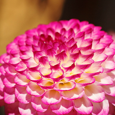 포토 JPG 해외이미지 식물 꽃잎 꽃 분홍색 백그라운드 잎 자연 아침 추상 국화 사람없음 머리 환경 정원 보라색 활발 성장 벚꽃 흰색 개화 닫기 달리아 제비꽃 순수 질감 심플 부드러움 정맥 내추럴 동물상 방사형 생태학 해외202004 해외포토 주간 교육 컬러 컨셉 무늬 모션 신체부위 조형물 감각 생태계 혈관 파일형식 이미지허브