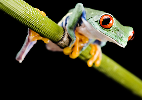 포토 JPG 해외이미지 한마리 야생동물 검은배경 실내 매달리기 양서류 사람없음 청개구리 잎줄기 해외202004 해외포토 동물 1 줄기 백그라운드 모션 개구리 내부 검은색 파일형식 이미지허브