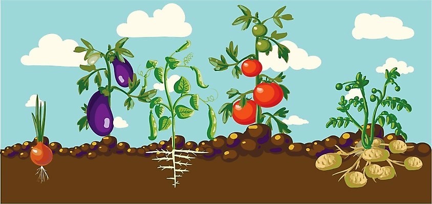 EPS 해외이미지 나무 식물 동물 배너 실루엣 음식 백그라운드 잎 꽃무늬 밭 농업 채소 일러스트 가족 자연 건강 미술 초록색 물 여름 파란색 농작물 세트 농장 파티 우주 환경 주방 정원 흙 당근 성장 신선 상추 만화 땅 원예 복고 양배추 날것 클립 뿌리 총각무 해외202004 해외일러스트 자연요소 계절 꽃 산업 컬러 무늬 관계 문화예술 뿌리채소 촬영기법 이벤트 취미 무 생태계 파일형식 벡터 이미지허브