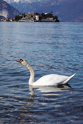 포토 JPG 해외이미지 계절 호수 섬 여행 자연 산 풍경 사람없음 물 관광지 강 반사 정원 이탈리아 역사 백조 천연기념물 피에몬테 해외202004 해외포토 자연요소 유럽 조류 생태계 파일형식 이미지허브