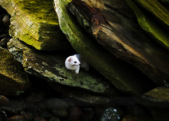 포토 JPG 해외이미지 동물 유럽 자연 북유럽 노르웨이 사람없음 야외 암초 스칸디나비아 해외202004 해외포토 나라 생태계 파일형식 이미지허브