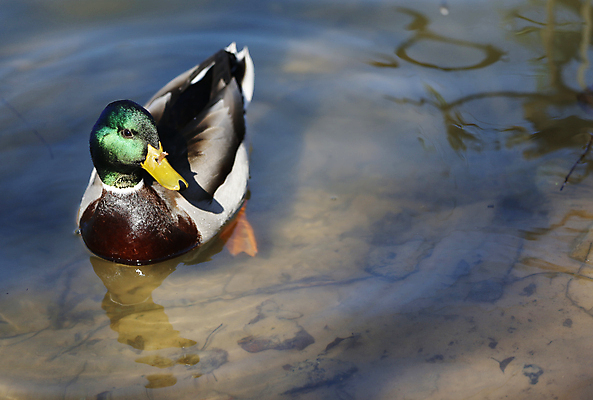 포토 JPG 해외이미지 동물 1 공원 남자 호수 야생동물 자연 조류 오리 사람없음 야외 목재 초록색 물 파란색 컬러풀 반사 머리 흰색 연못 화려 깃털 부리 물새 청둥오리 해외202004 해외포토 자연요소 나무 공공시설 컬러 컨셉 재료 사람 신체부위 생태계 파일형식 이미지허브