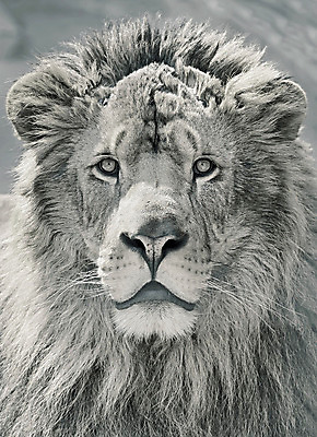 포토 JPG 해외이미지 동물 응시 여자 남자 얼굴 야생동물 포유류 털 동물원 종류 성인 사람없음 머리 환경 고양이 흰색 입 위험 사자 큼 왕 사파리 정사각형 육식동물 갈기 사냥꾼 사자자리 주둥이 서식지 턱 내추럴 사바나 이국적 해외202004 해외포토 도형 직업 시선 컬러 컨셉 사람 신체부위 반려동물 별자리 크기 파일형식 이미지허브