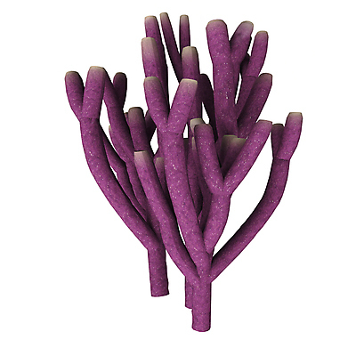 포토 JPG 해외이미지 동물 야생동물 바다 캐나다 자연 생물 종류 사람없음 물 3D 바닷속 수중 그룹 그림 스펀지 소금물 해외202004 해외포토 자연요소 북아메리카 디지털합성 생태계 파일형식 이미지허브