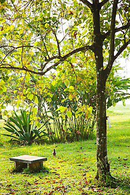 포토 JPG 해외이미지 나무 식물 계절 공원 길 가구 잎 벤치 의자 자연 하늘 아침 휴식 바닥 풍경 잔디 사람없음 야외 목재 초록색 여름 빛 정원 침묵 일몰 봄 가을 시골 숲 장면 해외202004 해외포토 주간 공공시설 컬러 생활용품 컨셉 재료 노을 소리 생태계 파일형식 이미지허브