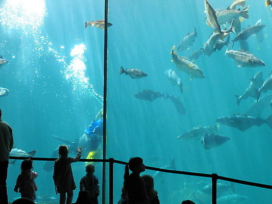 포토 JPG 해외이미지 전신 여자 남자 실루엣 어린이 실내 어류 소년 여러명 상반신 성인 파란색 울타리 수중 잠수부 물거품 수족관 잠수복 아쿠아리움 손뻗기 해외202004 해외포토 옷 컬러 다수 모션 촬영기법 사람 내부 담장 수중동물 거품 전문직 파일형식 이미지허브