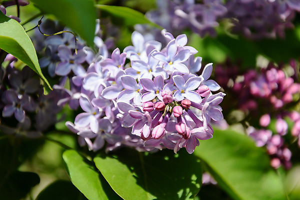 포토 JPG 해외이미지 나무 외관 계절 꽃 잎 자연 사람없음 햇빛 태양 새싹 봄 벚꽃 숲 라일락 해외202004 해외포토 자연요소 식물 생태계 파일형식 이미지허브
