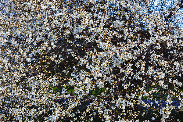 포토 JPG 해외이미지 나무 식물 꽃 백그라운드 잎 꽃무늬 자연 사람없음 야외 장식 봄 벚꽃 나뭇가지 신선 개화 체리 4월 묘사 자두 내추럴 해외202004 해외포토 계절 무늬 과일 날짜 생태계 파일형식 이미지허브