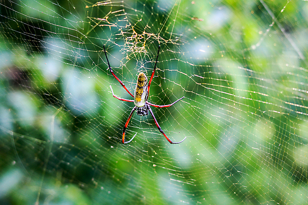 포토 JPG 해외이미지 동물 야생동물 아프리카 자연 사람없음 보호 사파리 거미 남아프리카 해외202004 해외포토 나라 곤충 컨셉 생태계 파일형식 이미지허브