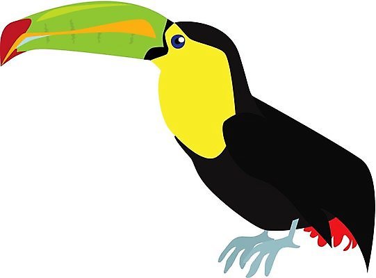 EPS 해외이미지 동물 야생동물 일러스트 자연 조류 열대우림 깃털 이국적 해외202004 해외일러스트 숲 생태계 파일형식 벡터 이미지허브