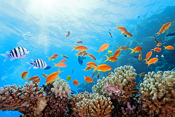 포토 JPG 해외이미지 식물 동물 야생동물 자연 표면 어류 사람없음 물 반사 수중 투명 산호 암초 동물상 소금물 해외202004 해외포토 자연요소 조형물 수중동물 자포동물 생태계 파일형식 이미지허브