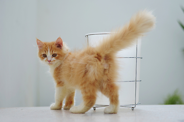 포토 JPG 해외이미지 동물 오렌지 포유류 생물 사람없음 반려동물 고양이 먹이 모피 양동이 꼬리 부드러움 얼룩무늬 솜털 해외202004 해외포토 무늬 과일 감각 파일형식 이미지허브