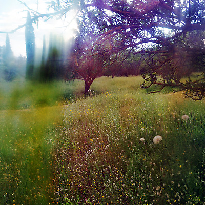 포토 JPG 해외이미지 나무 식물 꽃 밭 자연 추상 불꽃 풍경 사람없음 빛 컬러풀 햇빛 반사 봄 꿈 나뭇가지 시골 투명 그리기 숲 민들레 복고 시들음 블러 뿌연 왜곡 환각 몽환 해외202004 해외포토 계절 컬러 컨셉 무늬 농업 모션 불 태양 생태계 증상 파일형식 이미지허브