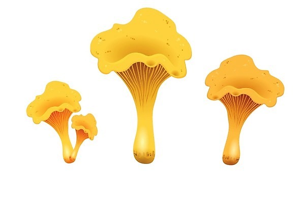 EPS 해외이미지 식물 계절 음식 백그라운드 채소 일러스트 재료 자연 건강 요리 미술 그래픽 세트 버섯 수확 가을 흰색 신선 그룹 맛 숲 스케치 수집 오브젝트 메뉴 그림 날것 윤곽 내추럴 고립 곰팡이 그물버섯 식용 엘리먼트 채식주의자 캡모자 해외202004 해외일러스트 모자_잡화 컬러 컨셉 농업 문화예술 생태계 채식 파일형식 벡터 이미지허브