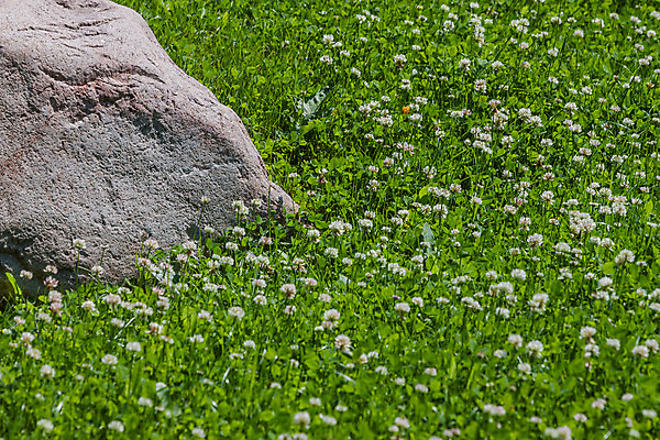 포토 JPG 해외이미지 모양 식물 전통 계절 꽃잎 꽃 백그라운드 잎 꽃무늬 밭 자연 추상 휴가 잔디 사람없음 야외 초록색 정원 봄 성장 흰색 닫기 클로버 토끼풀 허브 질감 땅바닥 화강암 해외202004 해외포토 컬러 무늬 농업 모션 바닥 암석 생태계 파일형식 이미지허브