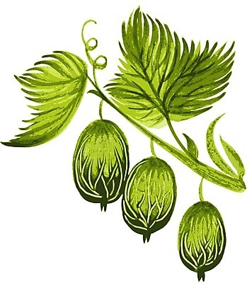 EPS 해외이미지 백그라운드 잎 일러스트 수채화 미술 사람없음 손그림 구스베리 해외202004 해외일러스트 식물 열매 문화예술 파일형식 벡터 이미지허브