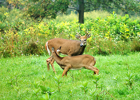 포토 JPG 해외이미지 동물 남자 야생동물 밭 포유류 자연 사슴 뿔 사람없음 야외 달러 해외202004 해외포토 돈 농업 사람 생태계 파일형식 이미지허브