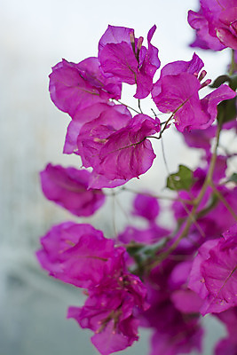 포토 JPG 해외이미지 식물 외관 꽃 분홍색 섬 잎 꽃무늬 패턴 자연 사람없음 야외 장식 초록색 정원 벚꽃 개화 스페인 지중해 그리스 유기농 내추럴 해외202004 해외포토 웰빙 유럽 바다 컬러 무늬 생태계 파일형식 이미지허브