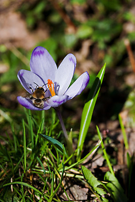 포토 JPG 해외이미지 식물 계절 꽃 자연 사람없음 야외 봄 벚꽃 개화 허브 해외202004 해외포토 생태계 파일형식 이미지허브