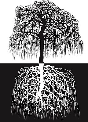 EPS 해외이미지 나무 계절 실루엣 야생동물 라인일러스트 일러스트 자연 추상 그래픽 환경 정원 검은색 흰색 시골 심볼 그림 뿌리 고립 해외202004 해외일러스트 식물 동물 컬러 무늬 촬영기법 생태계 파일형식 벡터 이미지허브