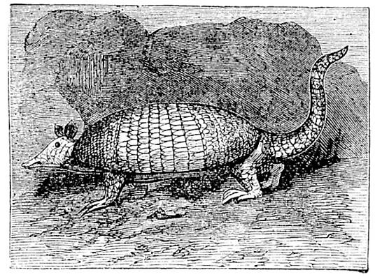 EPS 해외이미지 동물 야생동물 일러스트 포유류 자연 미술 야외 검은색 수확 골동품 흰색 검색 그림 판화 갑옷 발톱 옛날 해외202004 해외일러스트 컬러 농업 발 문화예술 보호장비 생태계 파일형식 벡터 이미지허브