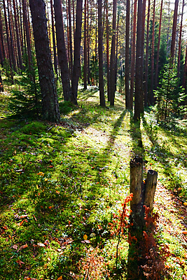 포토 JPG 해외이미지 나무 길 줄기 낙엽 잎 자연 요정 이끼 사람없음 야외 여름 빛 햇빛 환경 맑음 침묵 새벽 산책 하이킹 성장 소나무 황무지 숲 신비 오솔길 러시아 침엽수 멀리 전나무 선로 향나무 해외202004 해외포토 자연요소 식물 계절 유럽 컨셉 레저 날씨 휴식 태양 소리 생태계 파일형식 이미지허브
