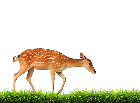 포토 JPG 해외이미지 동물 여자 남자 야생동물 백그라운드 포유류 자연 사슴 사람없음 초록색 봄 흰색 사파리 고립 동물상 해외202004 해외포토 계절 컬러 사람 조형물 생태계 파일형식 이미지허브